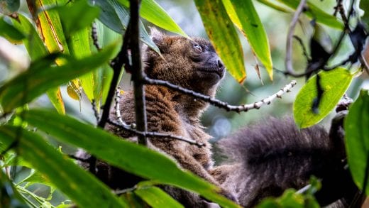 Brown bamboo lemur in the forests of Madagascar