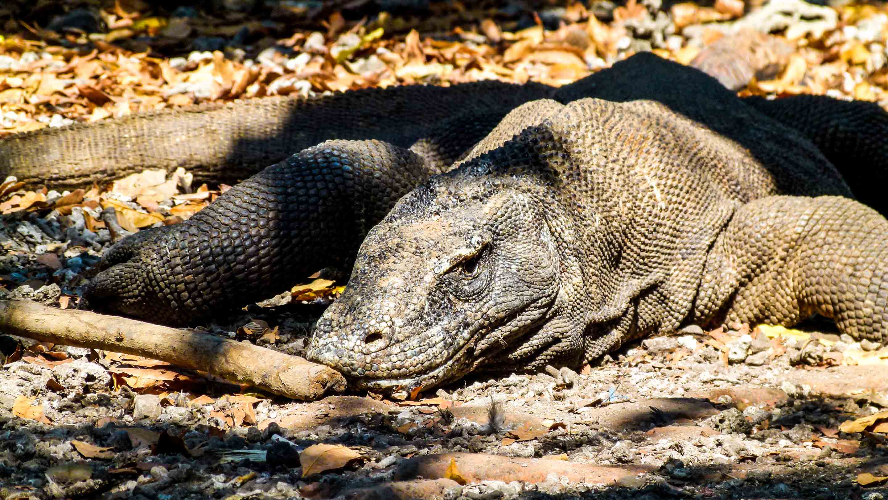 Komodo dragon in Indonesia