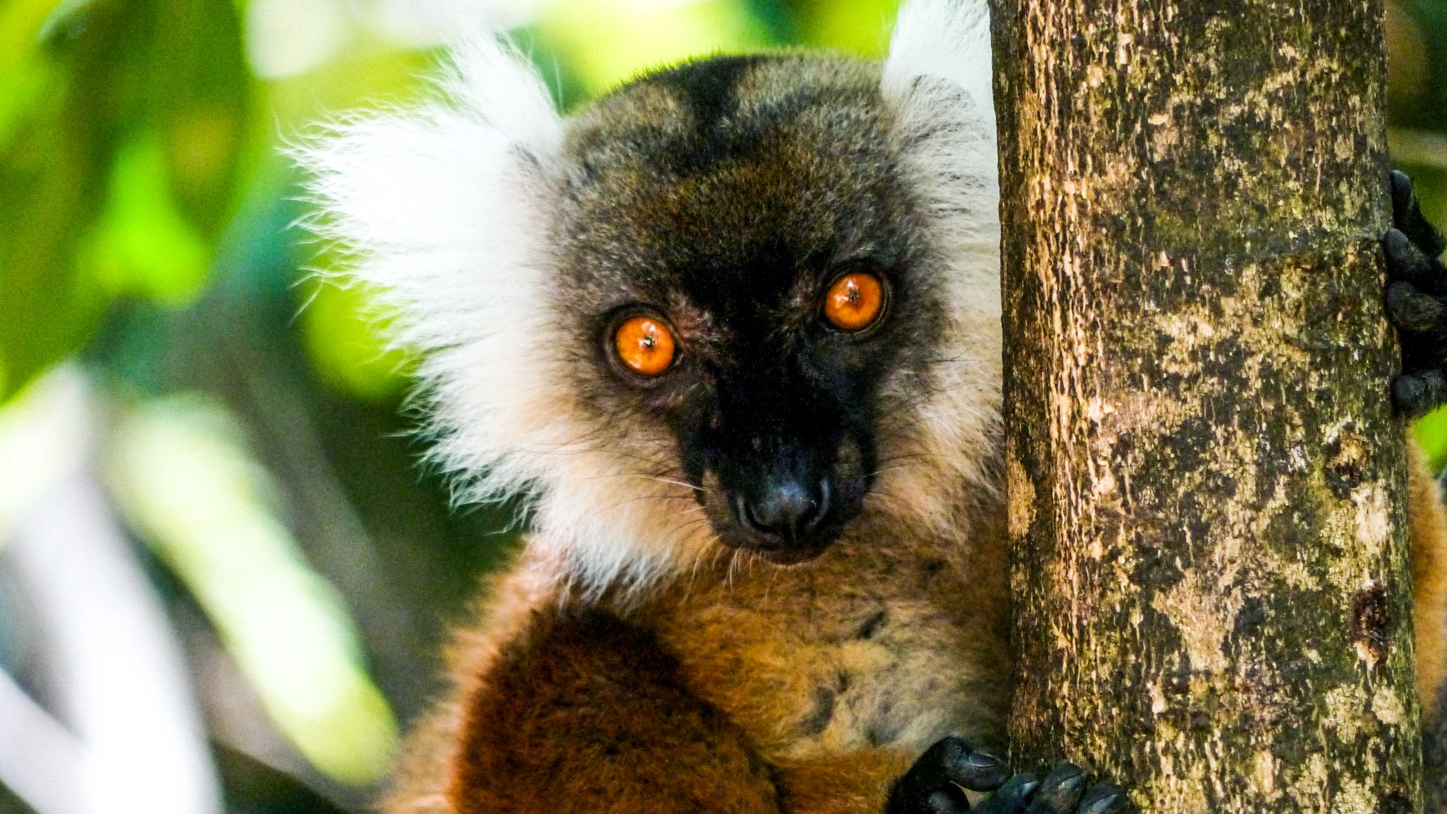 Lemur holds tree in Madagascar