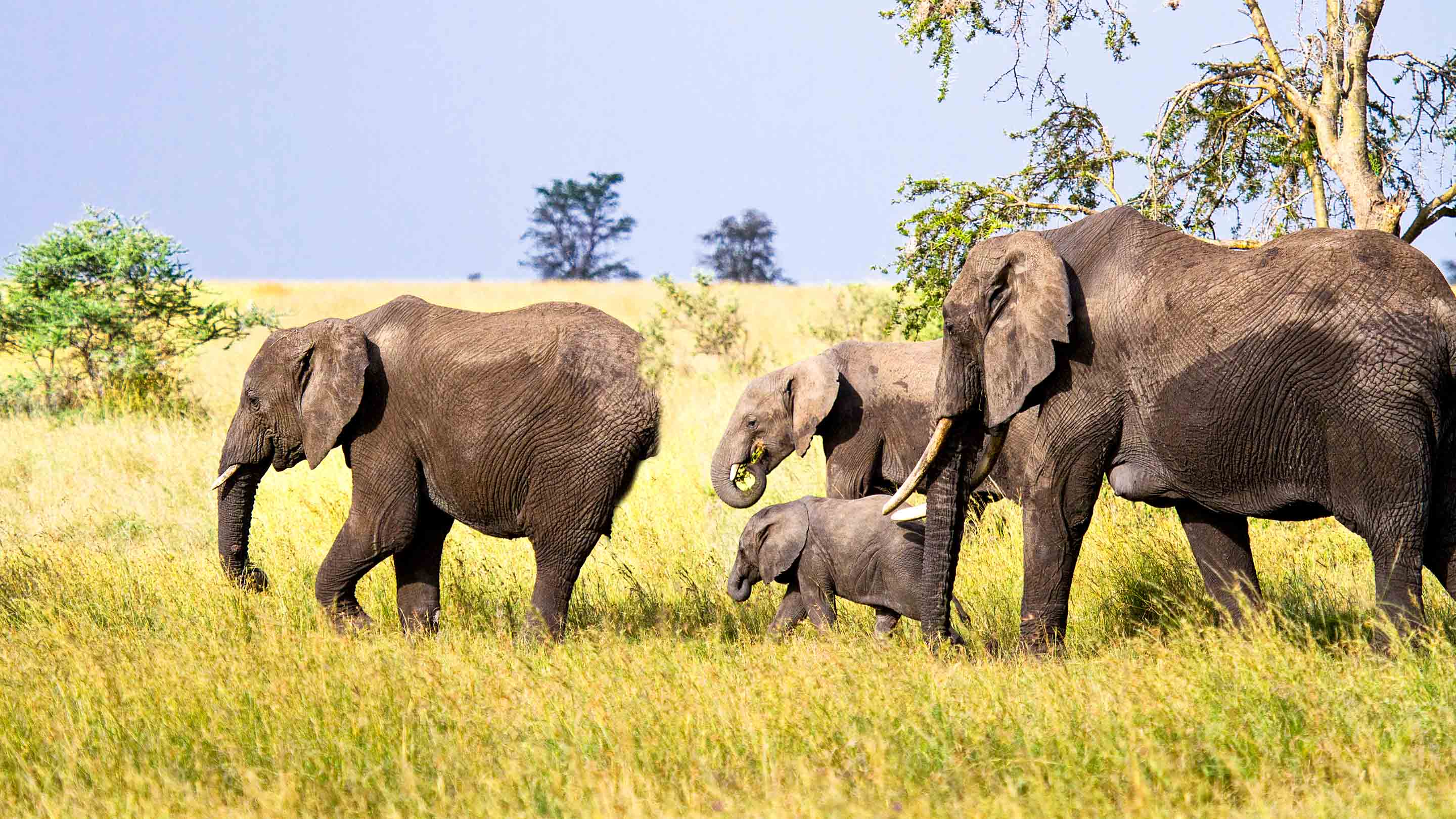 Tarangire National Park Adventure Tours - Journeys International