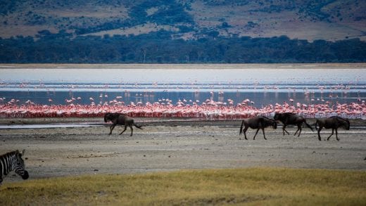 Flamingoes and buffalo by water in Tanzania