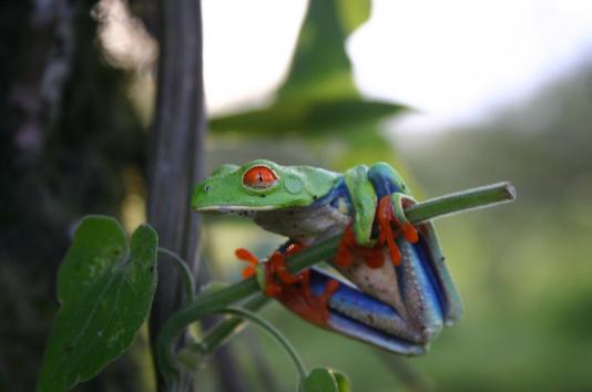 Look for poison dart frogs and other Monteverde residents