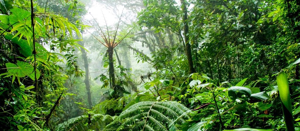 Cloud Forest - Journeys International