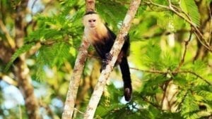 White-headed Capuchin (Cebus capucinus) is climbing in a tree, Tortuguero National Park, Costa Rica