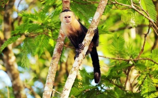 White-headed Capuchin (Cebus capucinus) is climbing in a tree, Tortuguero National Park, Costa Rica
