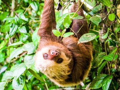 Sloth hangs upside down in Costa Rica forest