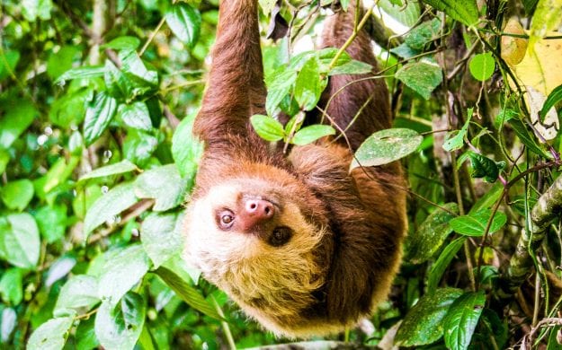 Sloth hangs upside down in Costa Rica forest