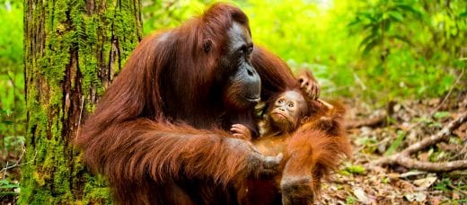 Mother and baby orangutan in Indonesia