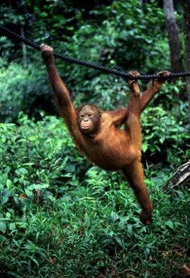 Sepilok Orangutan.