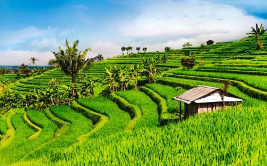 rice terraces