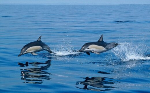 dolphins leaping out of water