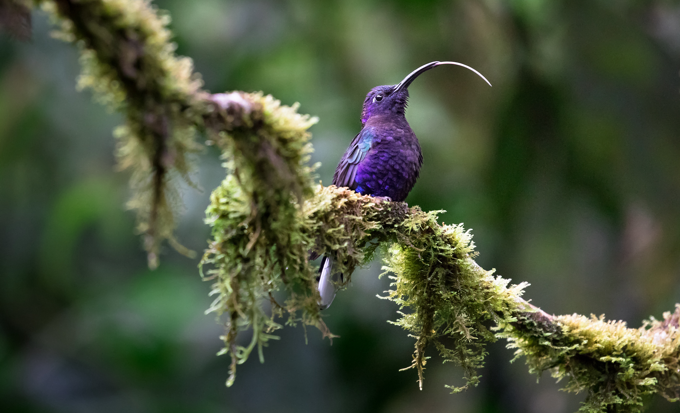 purple bird with curved beak