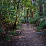 Walking in the Redwoods forest, Rotorua