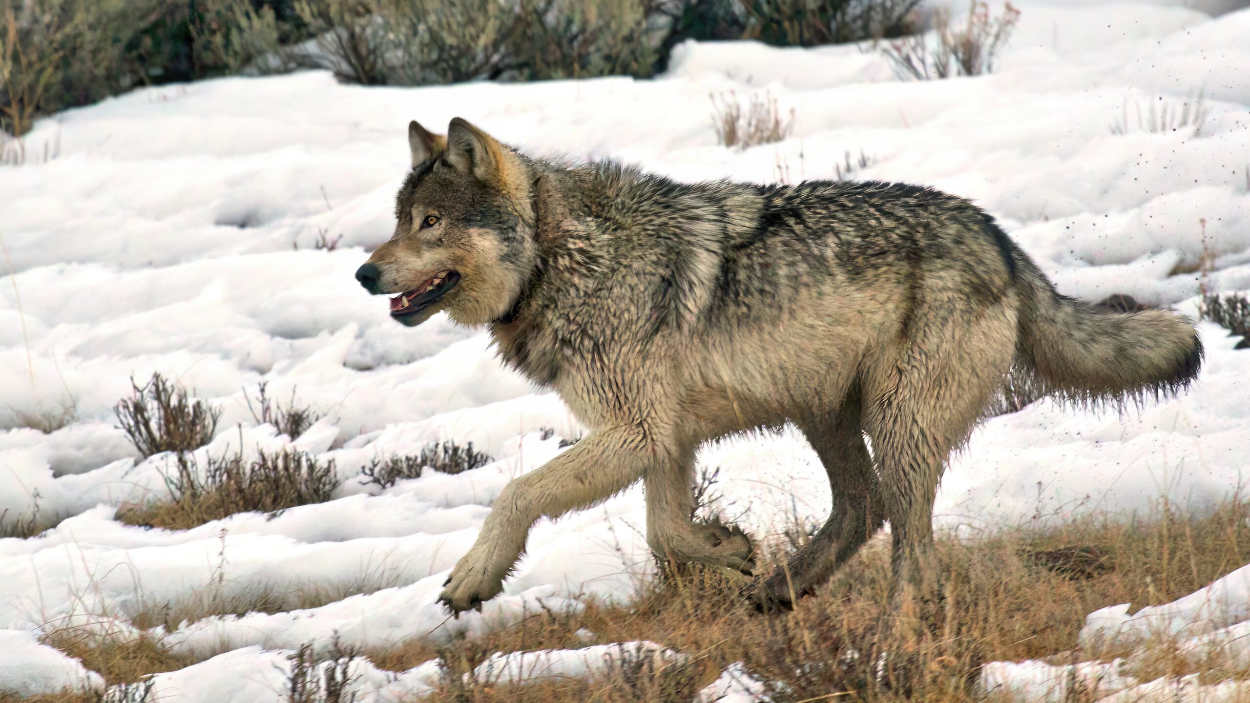 For trips to YellowStone with Gather away