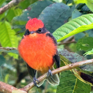 Bird with red plumage in the Galapagos Islands.