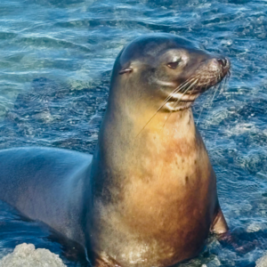 Sea lion in the Galapagos.