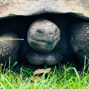 Tortoise in the Galapagos.