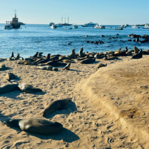 Pinnipeds on the beach in the Galapagos.