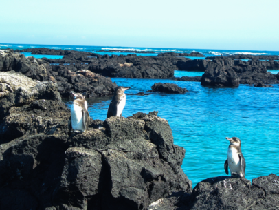 Galapagos penguins.