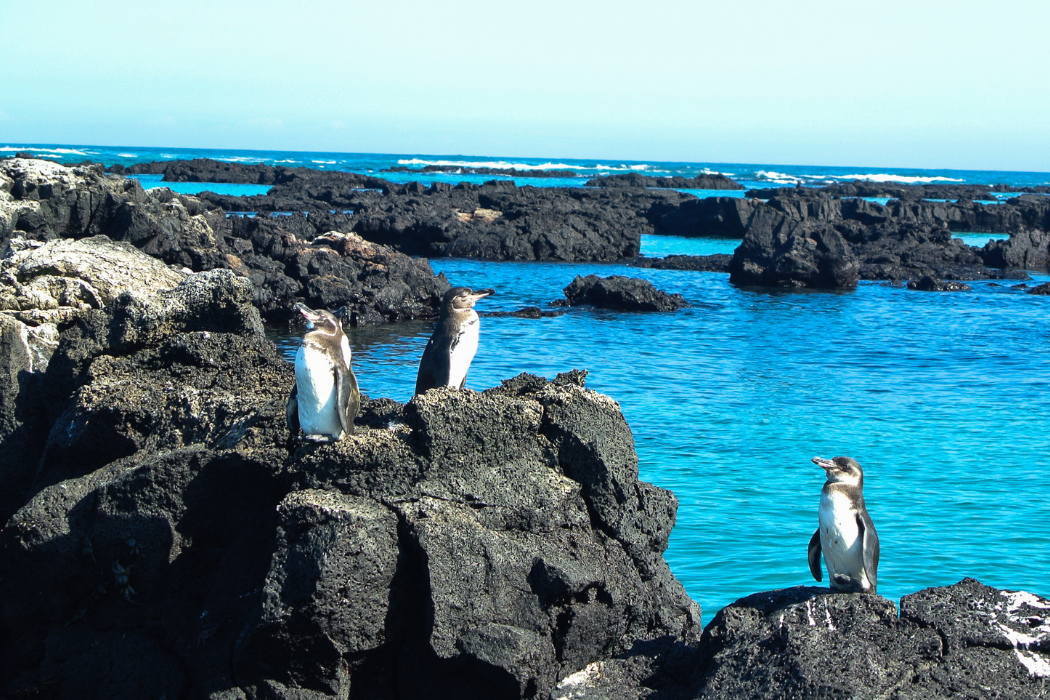 Galapagos penguins.