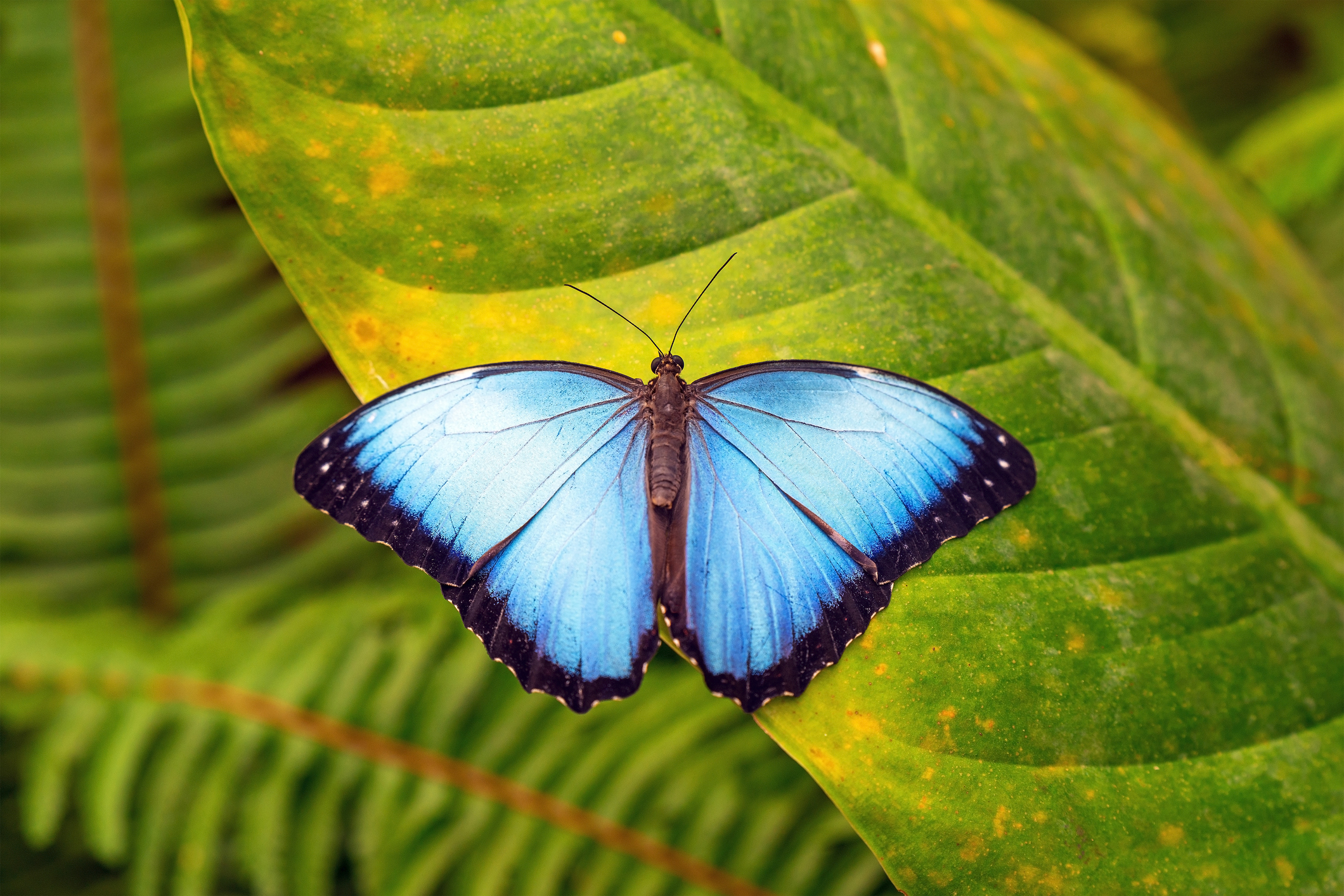 A Blue Morpho (Morpho menelaus) butterfly on a tropical leaf in Mindo, Ecuador.