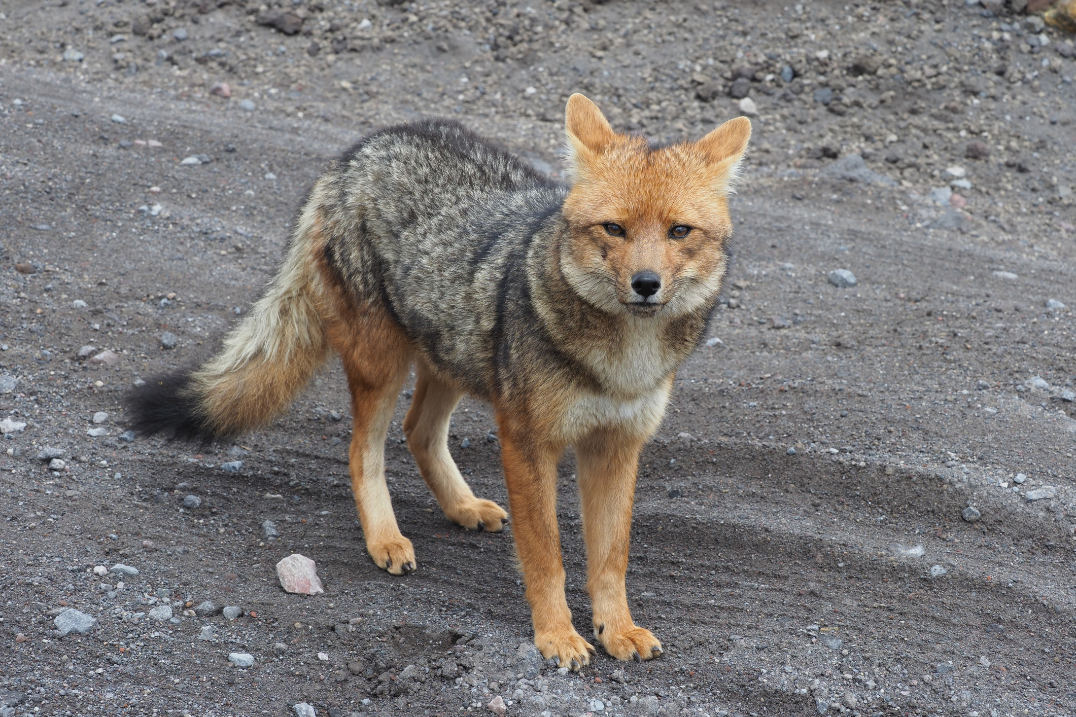 Wildlife in Cotopaxi National Park