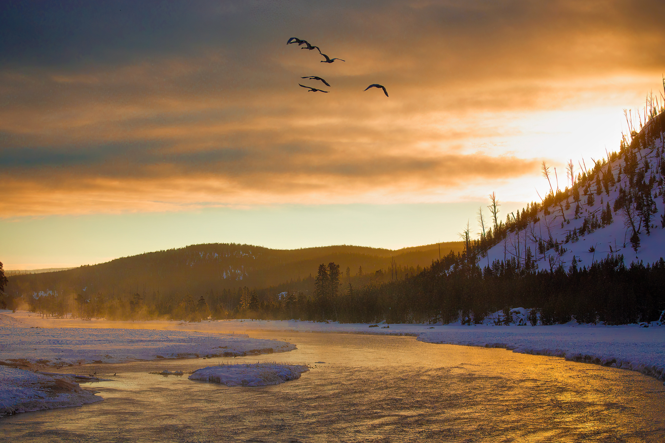 A group of Trumpeter Swans flies over the Madison River in Yellowstone National Park at sunrise