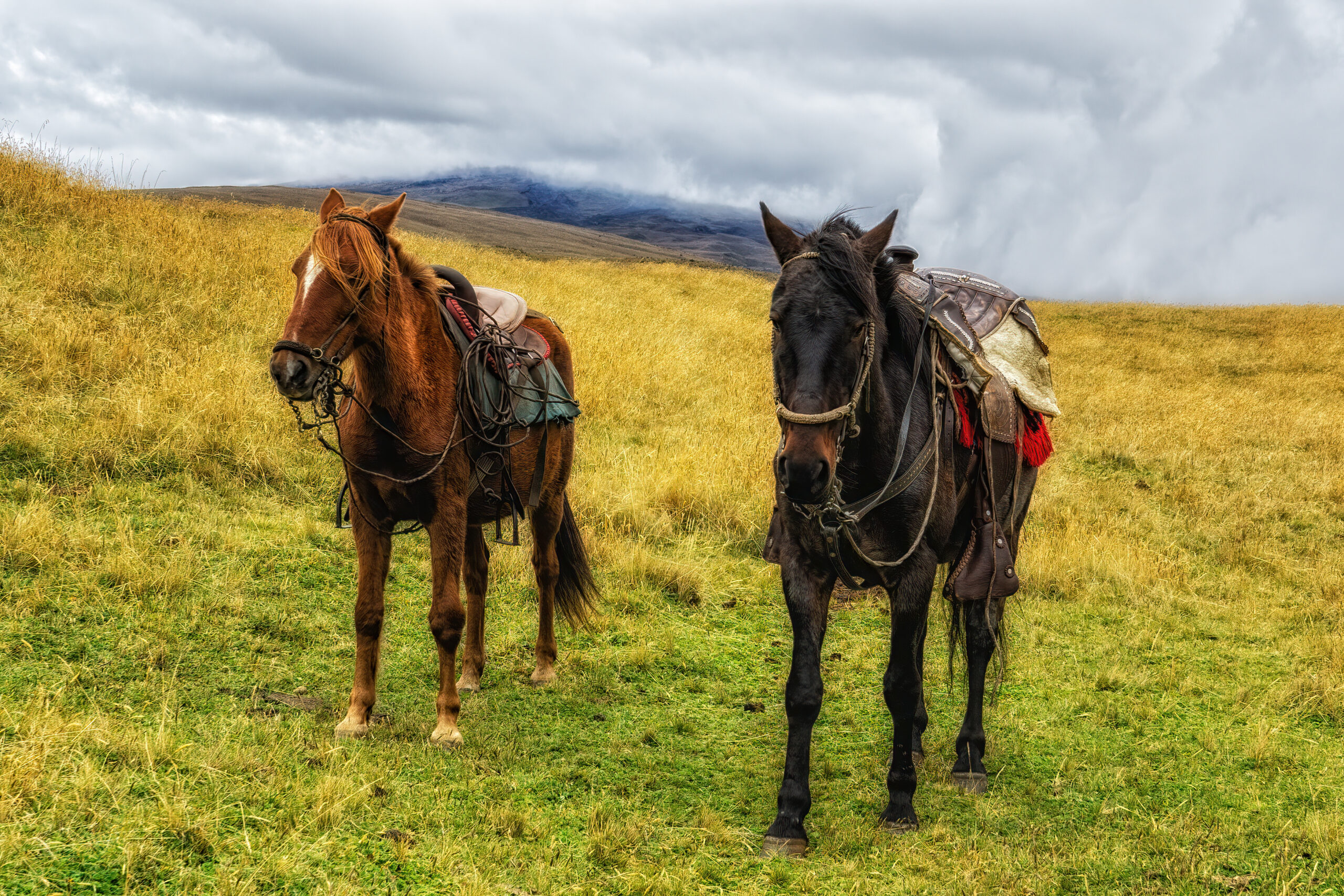 Horses in Ecuador waiting under the saddle in the paddock.