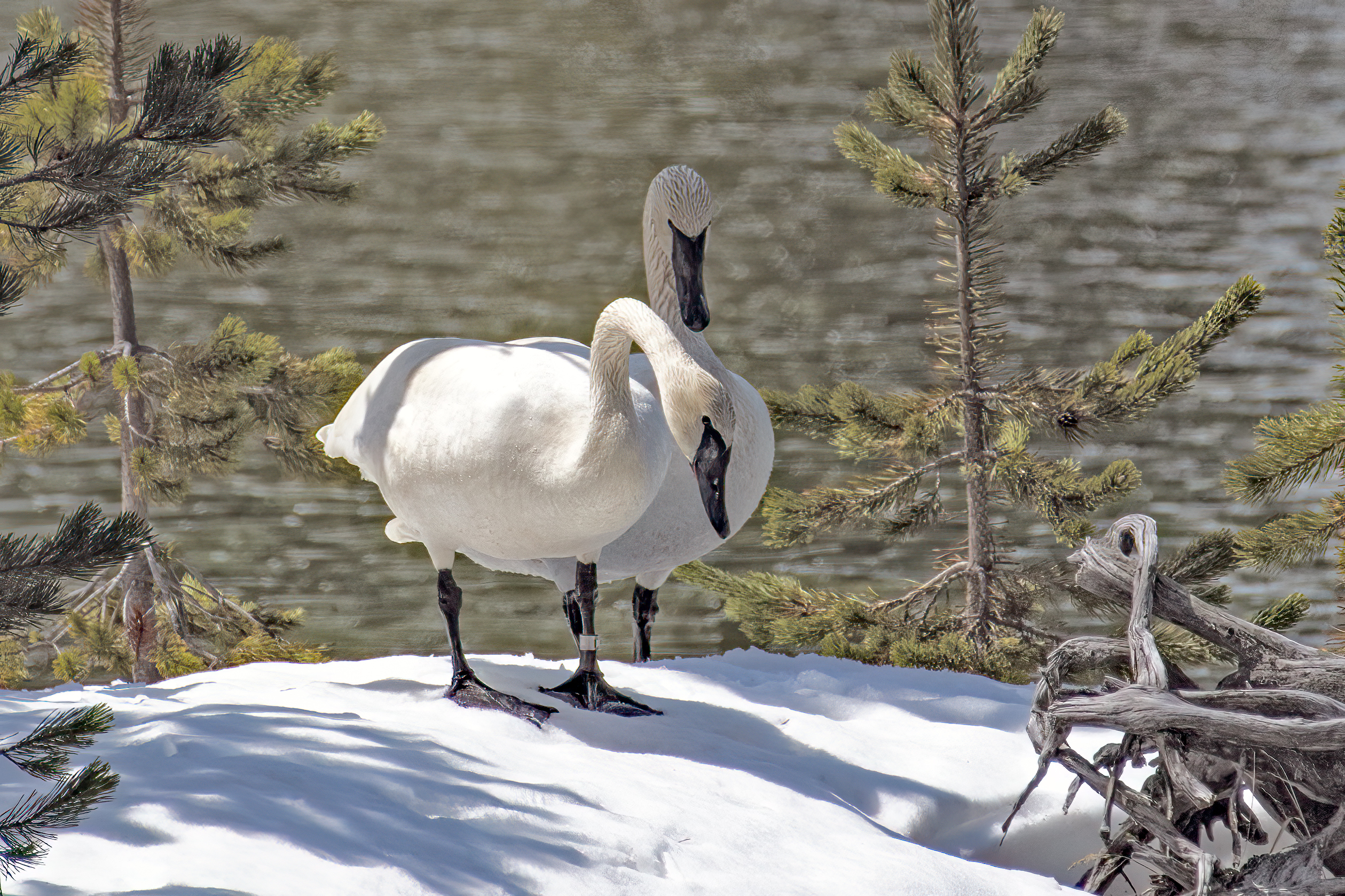 Trumpeter swan pair standing on snow remaining in Yellowstone Ecosystem in Wyoming in western USA, North America.