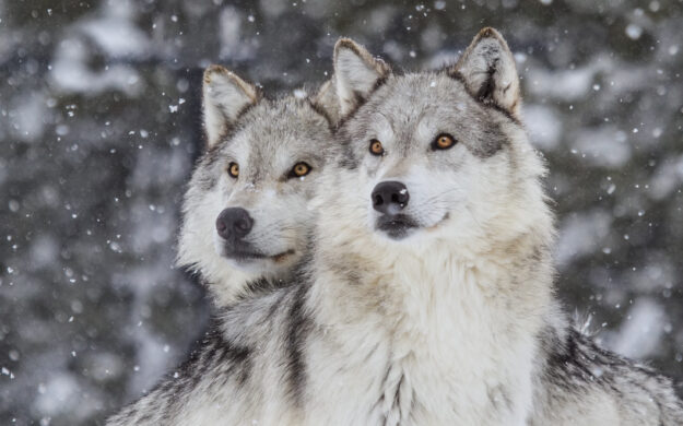 close-up of two wolves in the snow