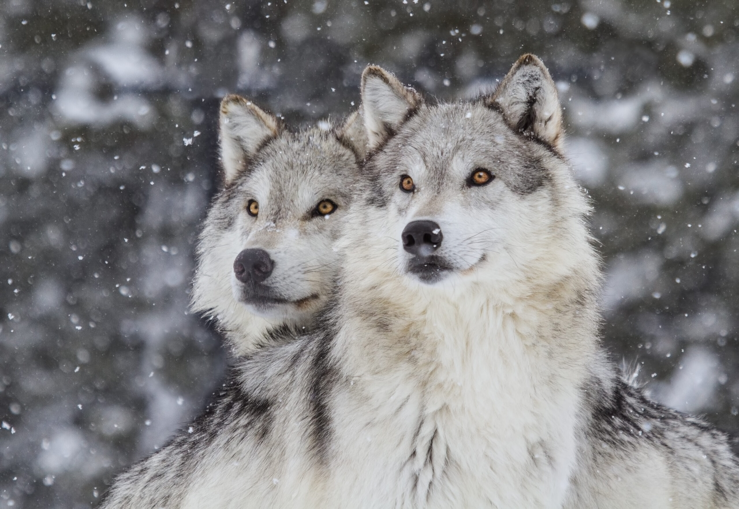 close-up of two wolves in the snow