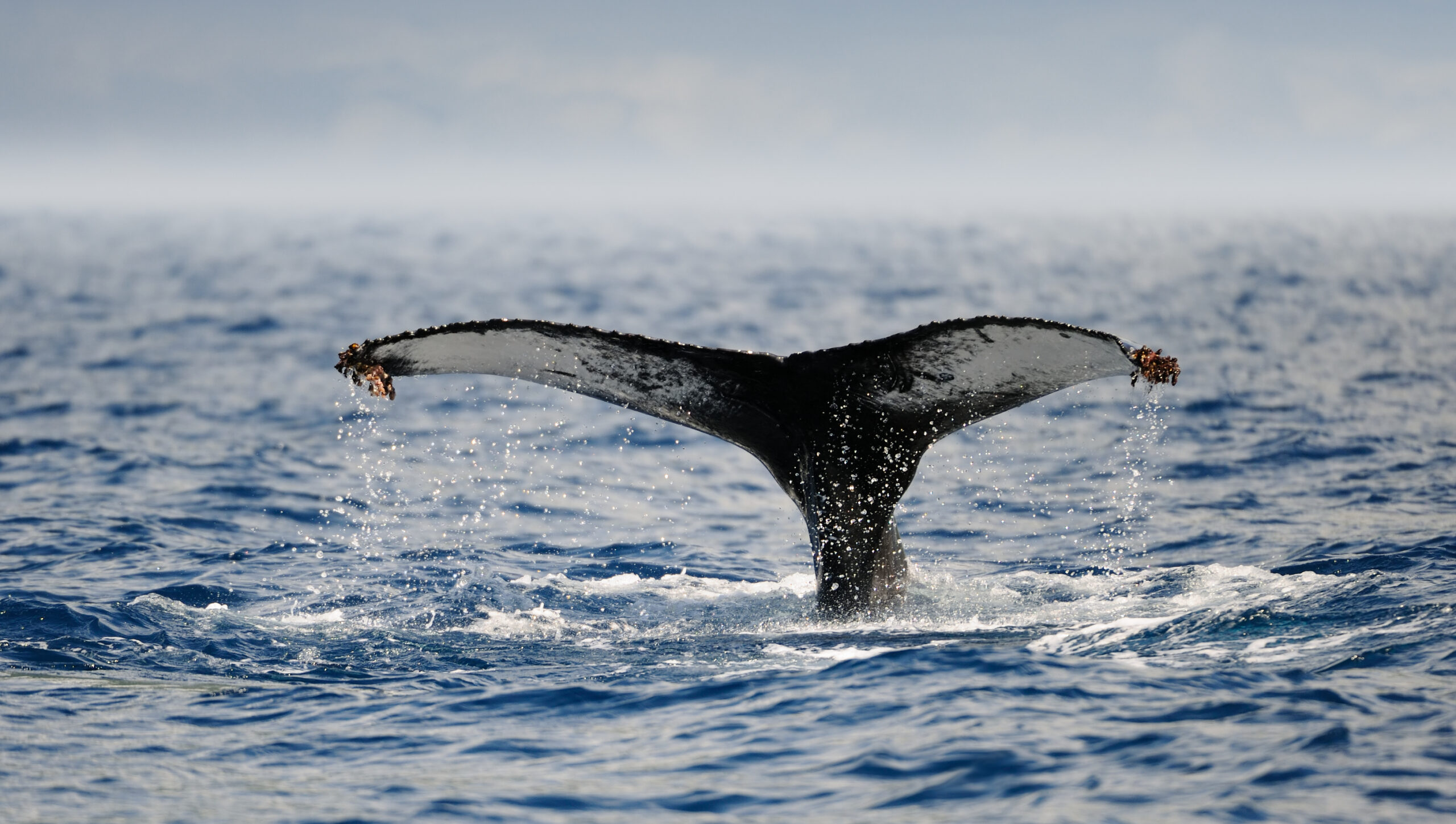 an expedition team on a rubber boat spotting a young blue whale at pico / the azores