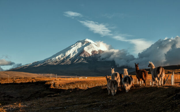 A lamas family in Cotopaxi Ecuador during a sunset.