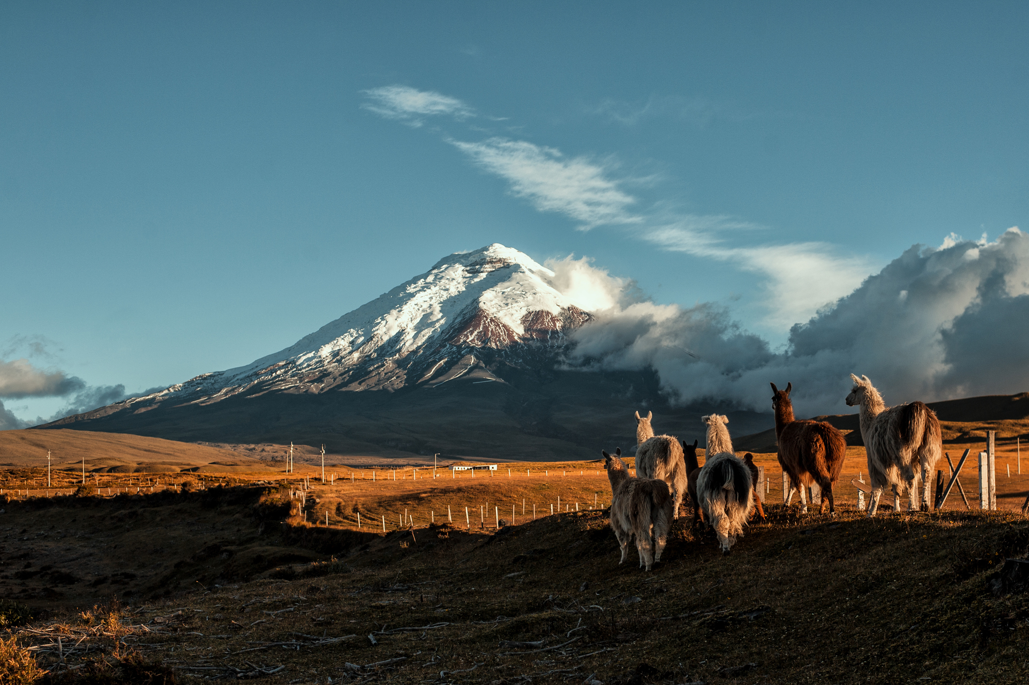 A lamas family in Cotopaxi Ecuador during a sunset.