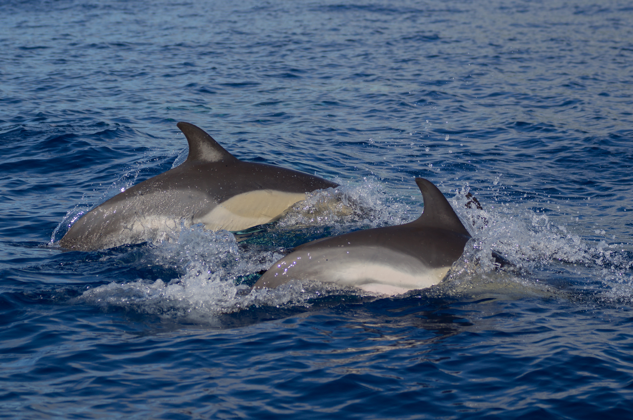 Common dolphins in the Atlantic Ocean