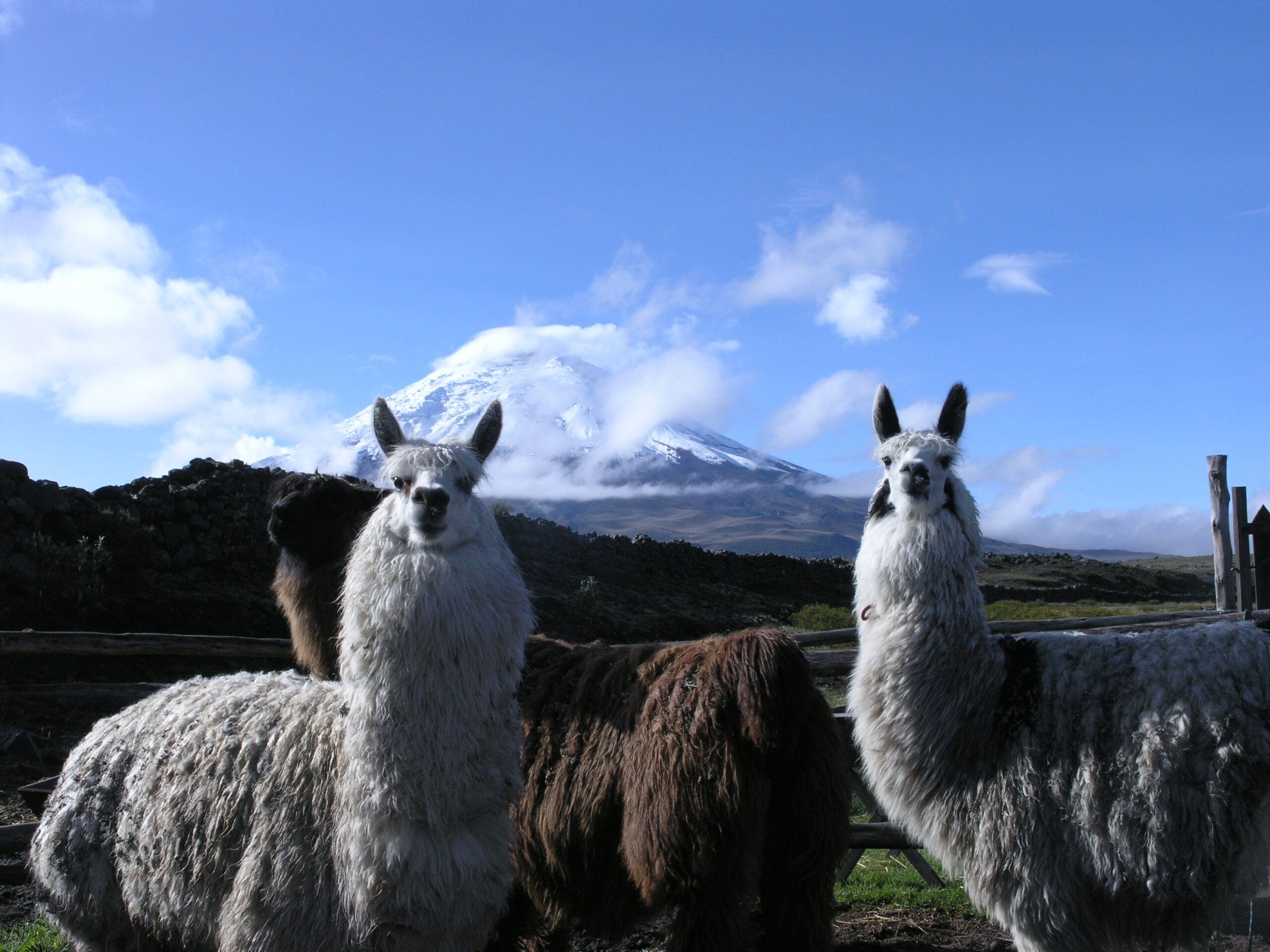 Llamas in front of the Cotopaxi volcano in Ecuador.