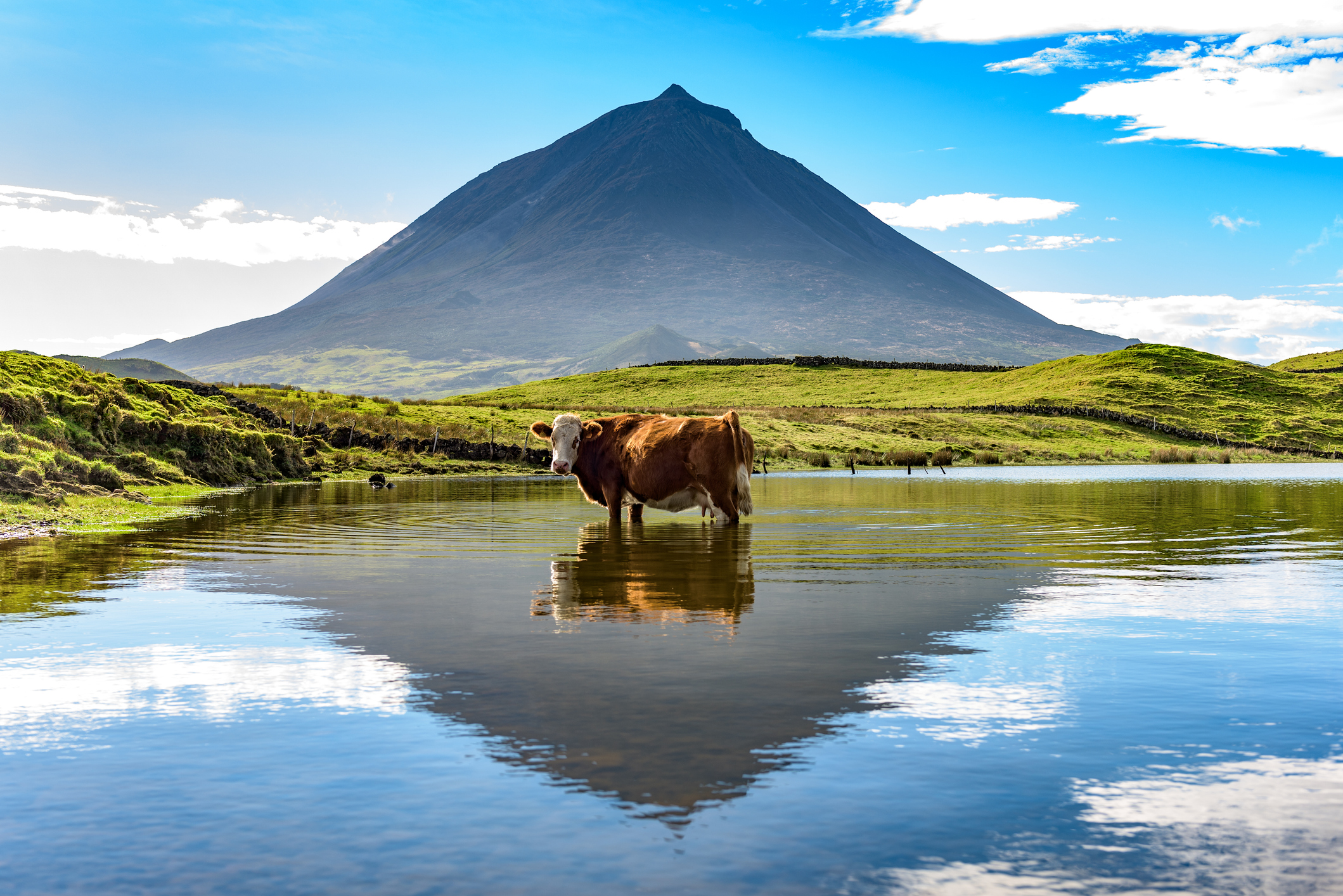 A cow has a moment of rest, standing in a lake near iconic mount Pico, reflected in the water.