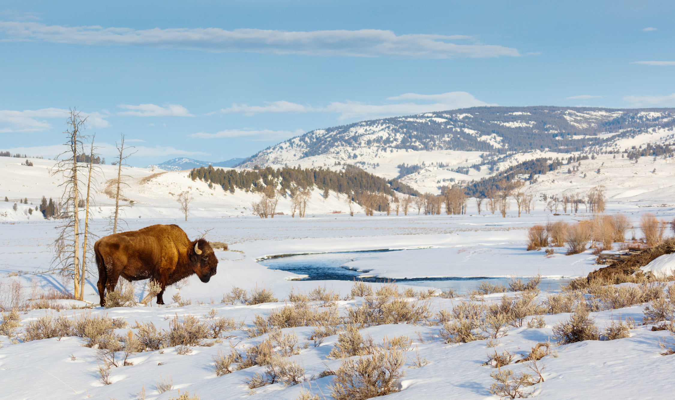 American Bison, Buffalo