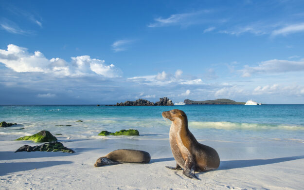 Galapagos sea lions (Zalophus wollebaeki) are sunbathing in the last sunlight at the beach of Espanola island, Galapagos Islands in the Pacific Ocean.