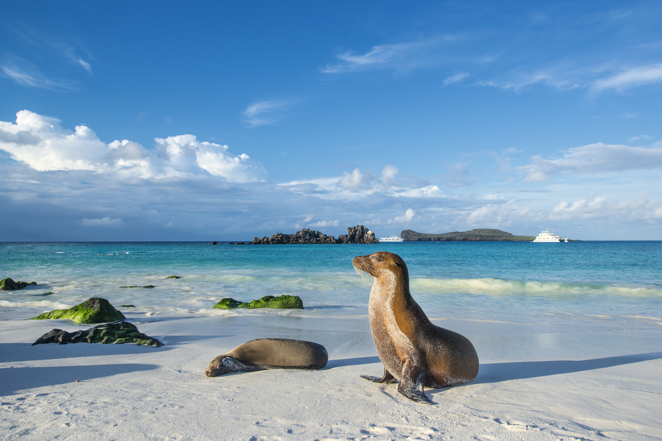 Galapagos sea lions (Zalophus wollebaeki) are sunbathing in the last sunlight at the beach of Espanola island, Galapagos Islands in the Pacific Ocean.