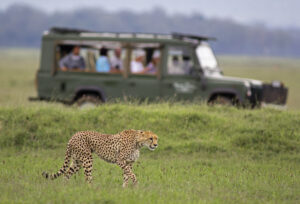 Stalking cheetah watched with safari vehicle background - Masai Mara, Kenya