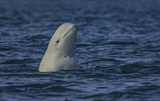 Beluga Whale or White Whale, Delphinapterus leucas, Cunningham Inlet, Somerset Island, Nunavut, Canada, Canadian Arctic Archipelago, Monodontidae