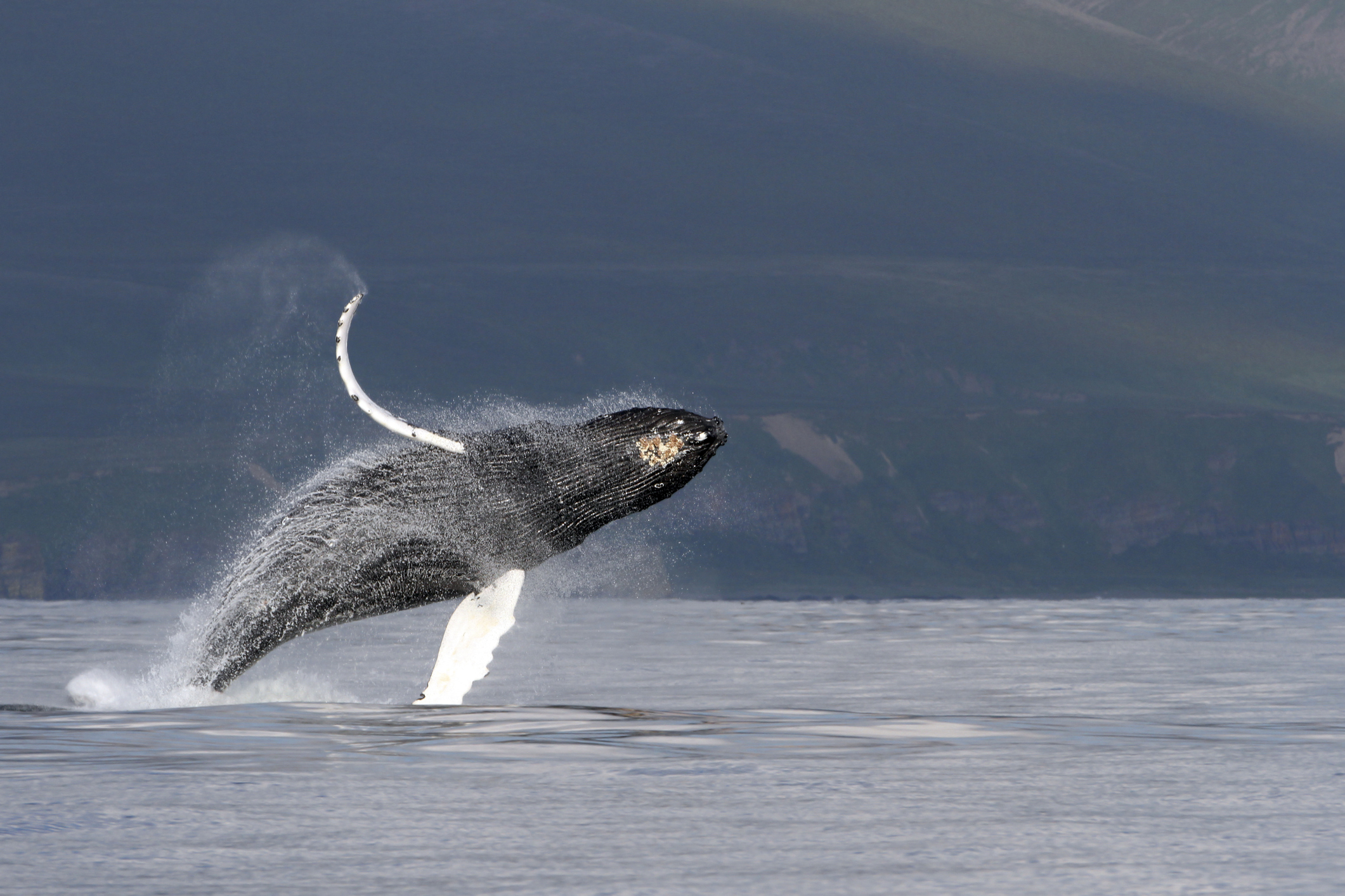 Humpback whale breaching