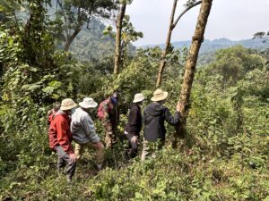 Bwindi group viewing Gorilla