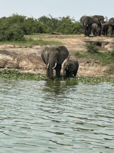 Elephants Uganda