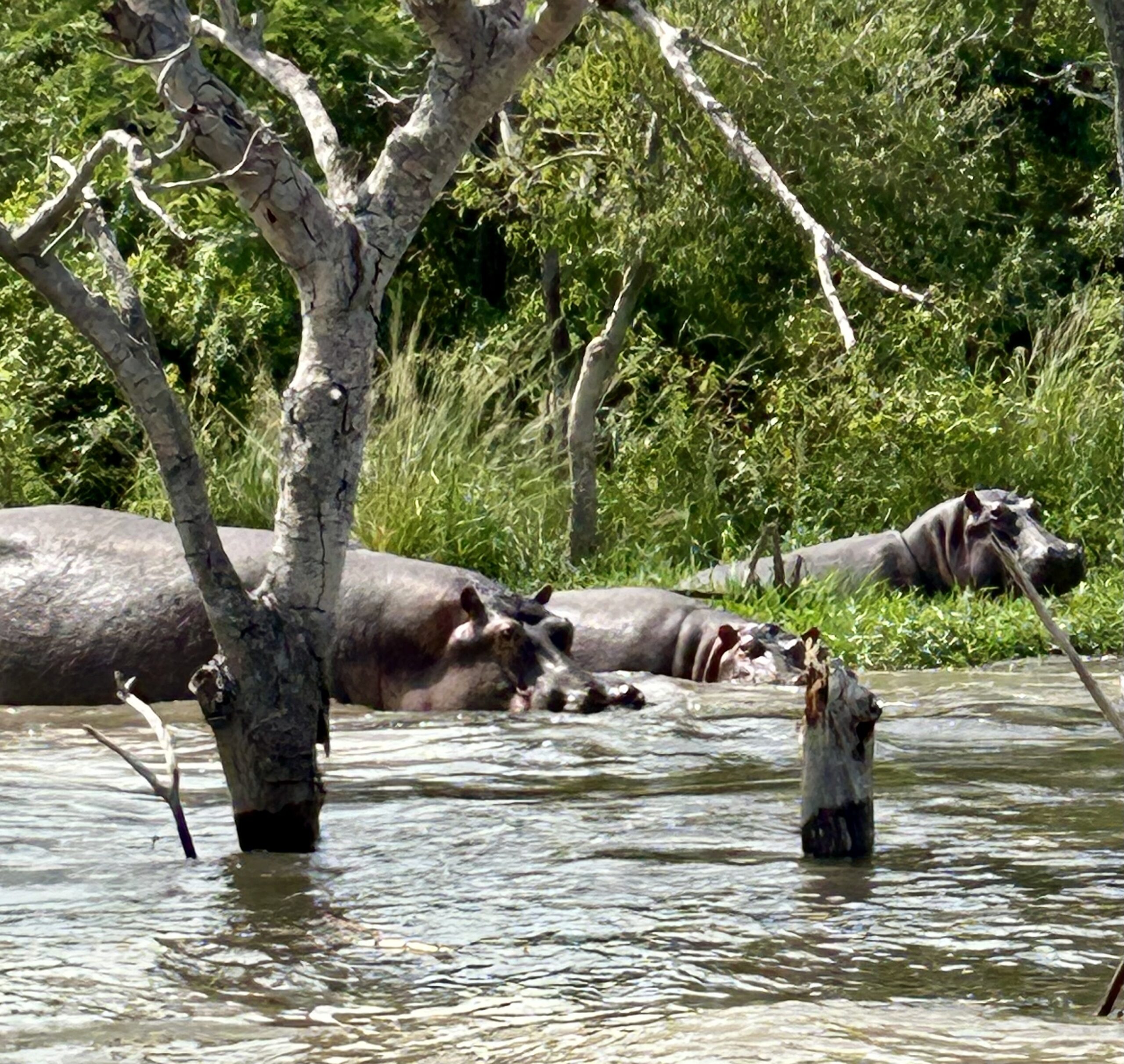 Hippos in Uganda.