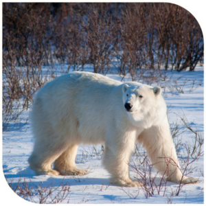 Polar bear in the Arctic.